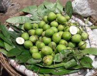 কাঁচা আমের জুসের ৫ গুণ