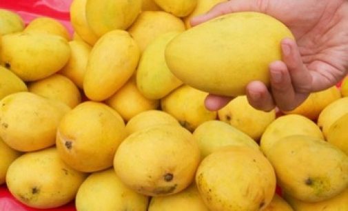 শুধু রসনাতৃপ্তি নয়, ফলের রাজা বাড়াবে ত্বকের জেল্লাও