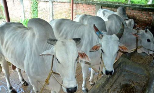 ভারতের গাভী ধর্ষক রাজকুমার বললেন, তিনি মাতাল ছিলেন