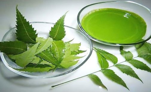 মশার ‘যম’