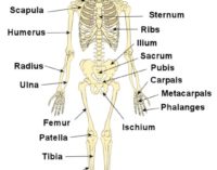 মৃত্যুর পর দান করা মানুষের মৃতদেহ দিয়ে কী হয়?