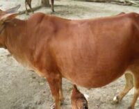 গাভী বছরে জোড়া বাছুর জন্ম দেবে