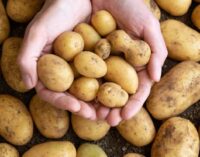 বাজারে নতুন আলু এসেই দমাকা দাম ১৫০ টাকা